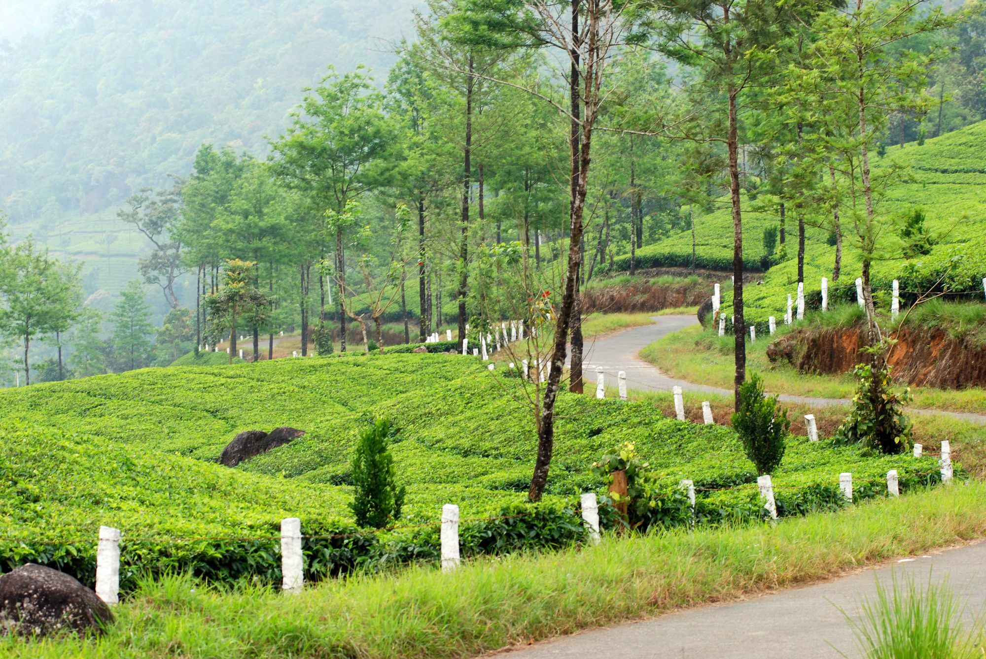Deep Woods Resort Munnar Bagian luar foto